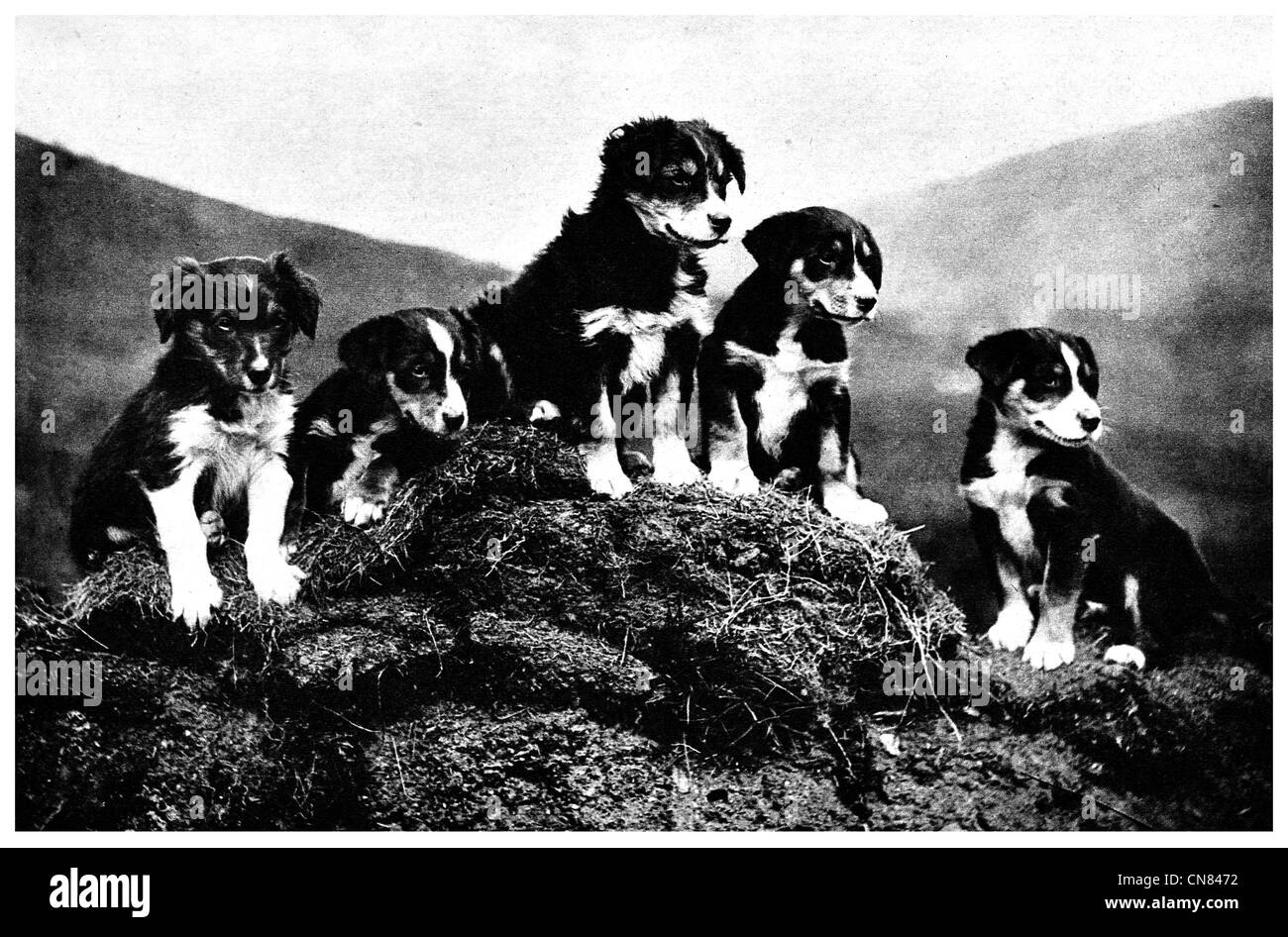 Chiots Colley chien écossais d'abord publié 1917 Banque D'Images