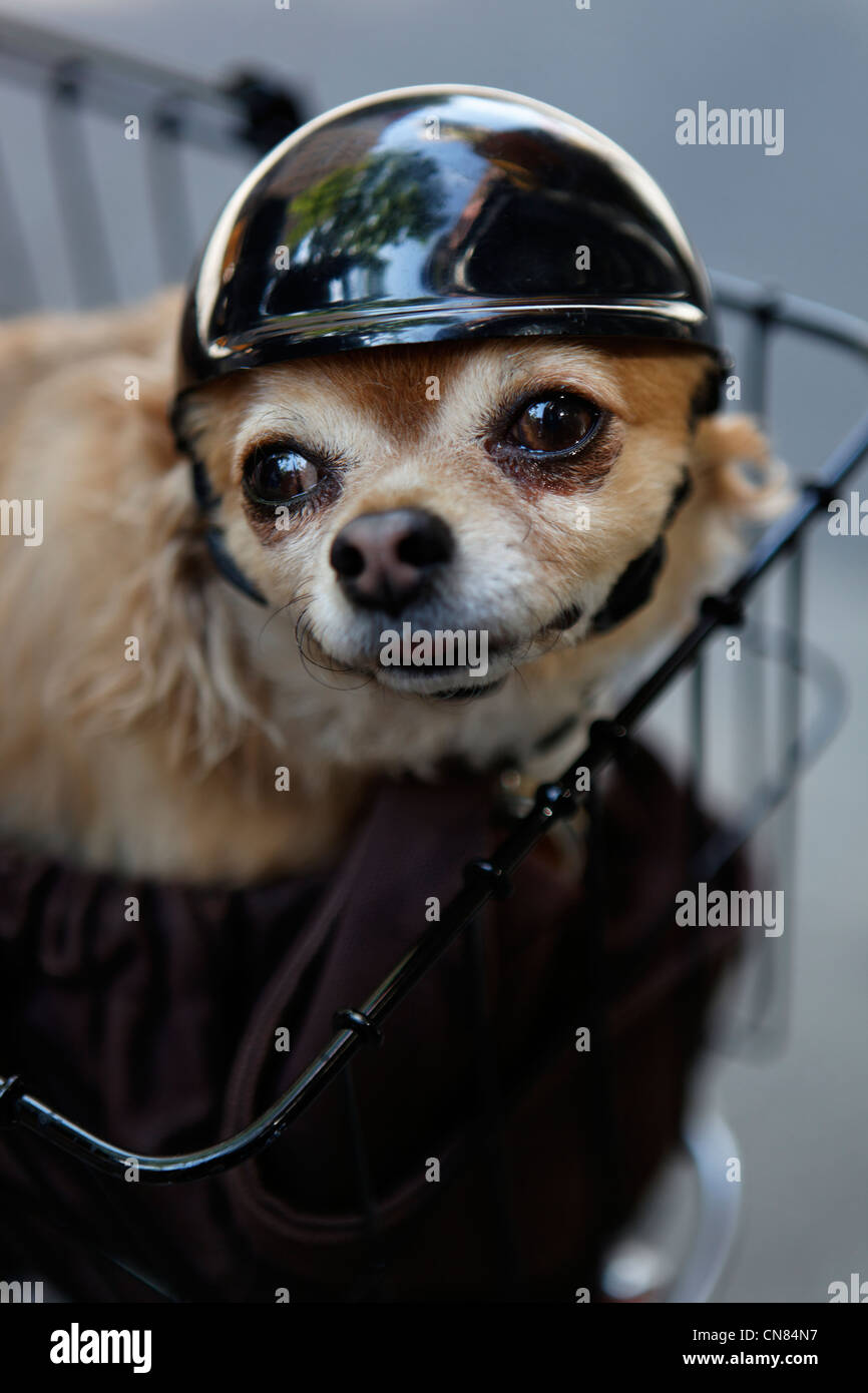 4 images 1 top mot chien avec lunette
