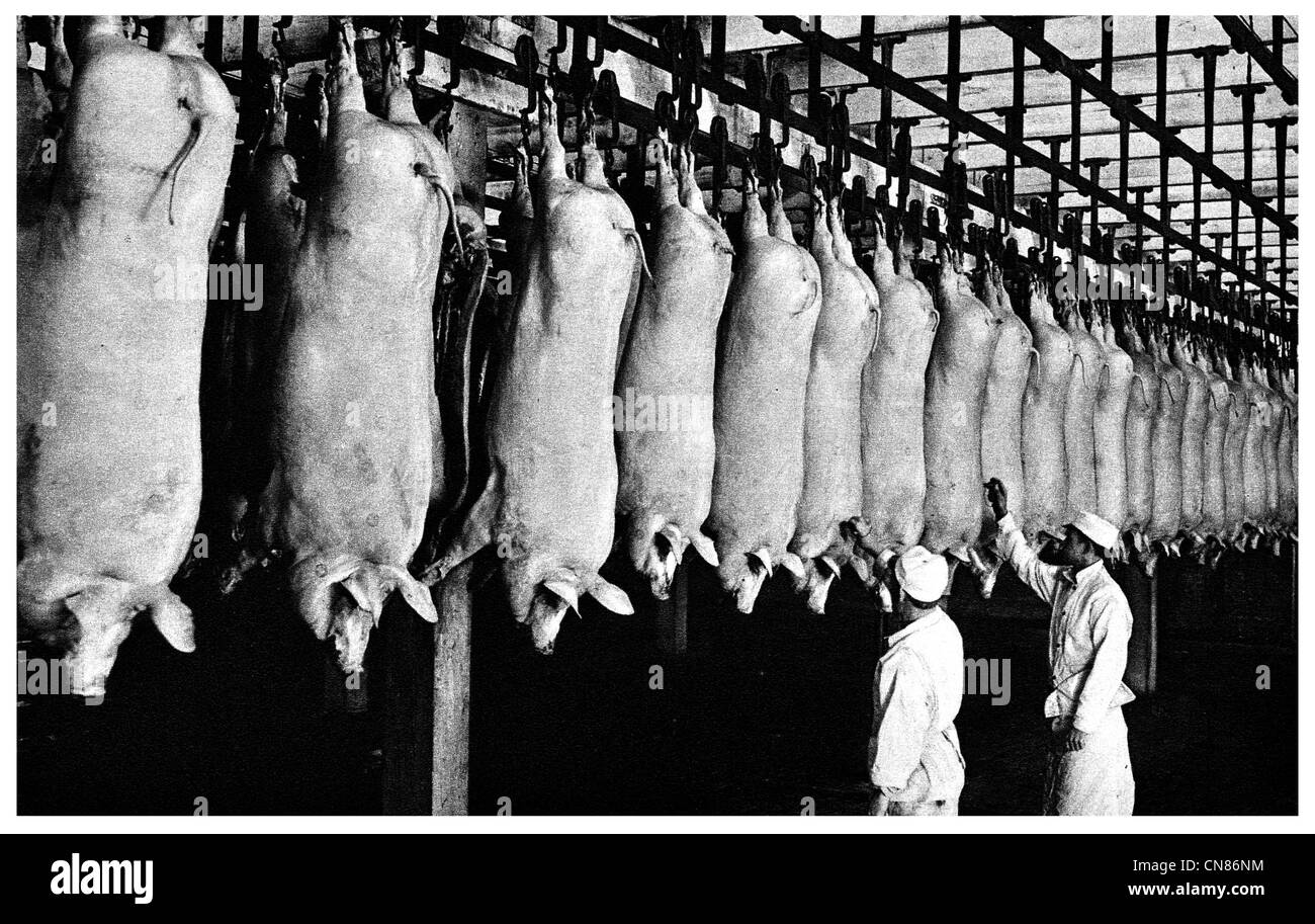 D'abord publié 1916 abattoir de porcs d'inspection Banque D'Images
