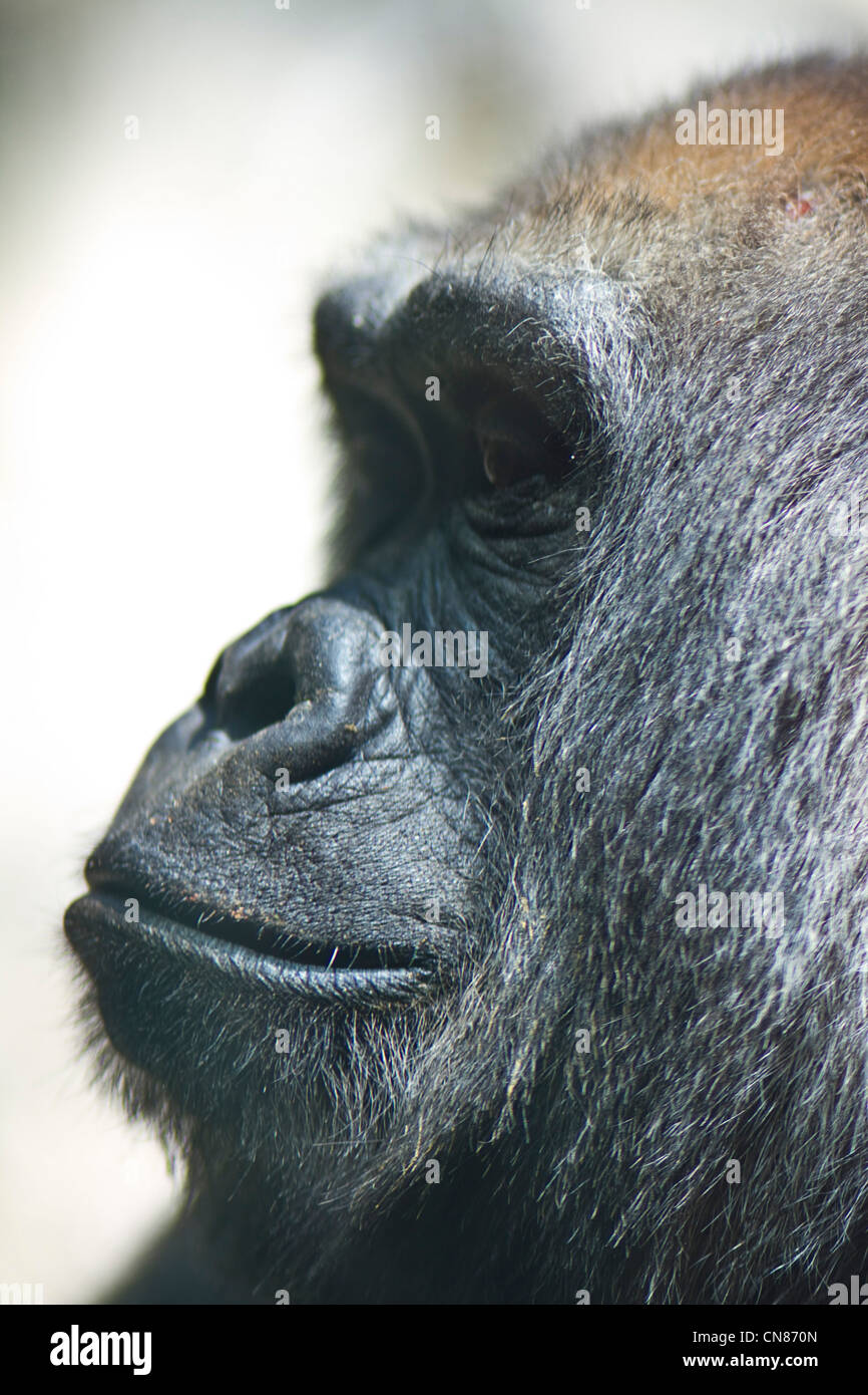 Profil de gorille de plaine de l'Ouest Banque D'Images