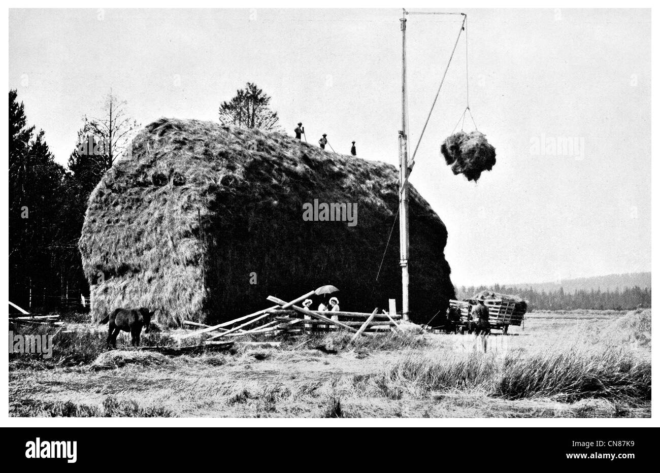 D'abord publié 1916 chevaux foin d'empilage Banque D'Images