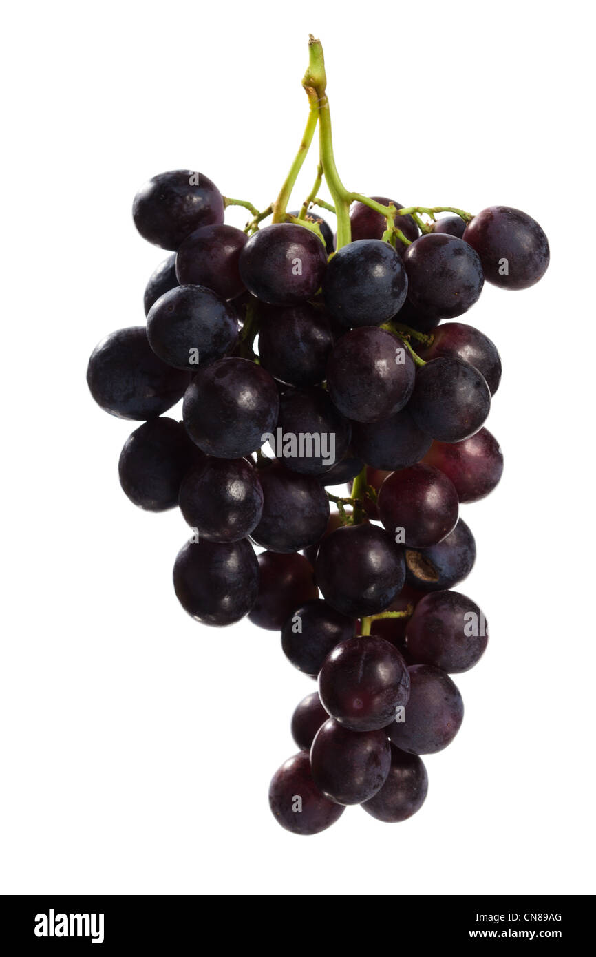 Fresh blue grape cluster isolé sur fond blanc Banque D'Images
