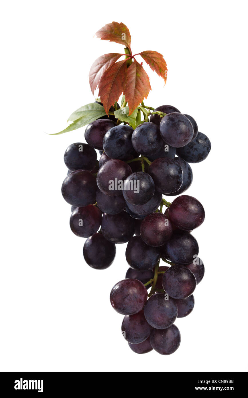 Fresh blue grape cluster avec feuilles, isolé sur fond blanc Banque D'Images