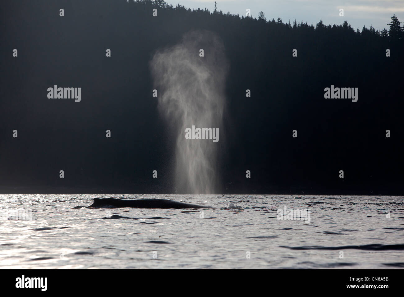 États-unis, Alaska, Frederick Sound, baleine à bosse (Megaptera novaeangliae) Banque D'Images