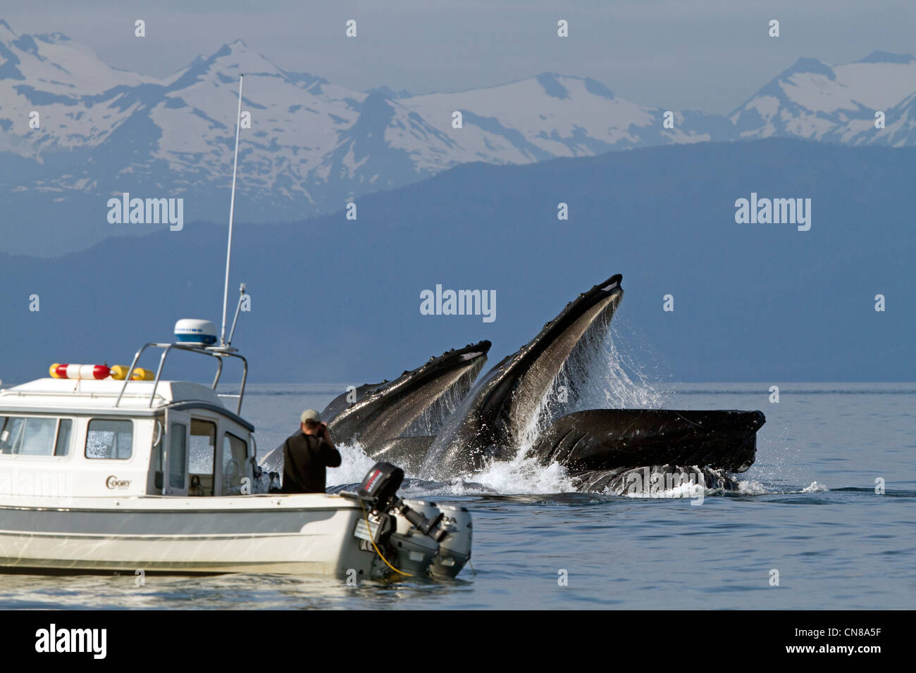 États-unis, Alaska, Frederick Sound, baleine à bosse (Megaptera novaeangliae), bulle, bulle d'alimentation alimentation net Banque D'Images
