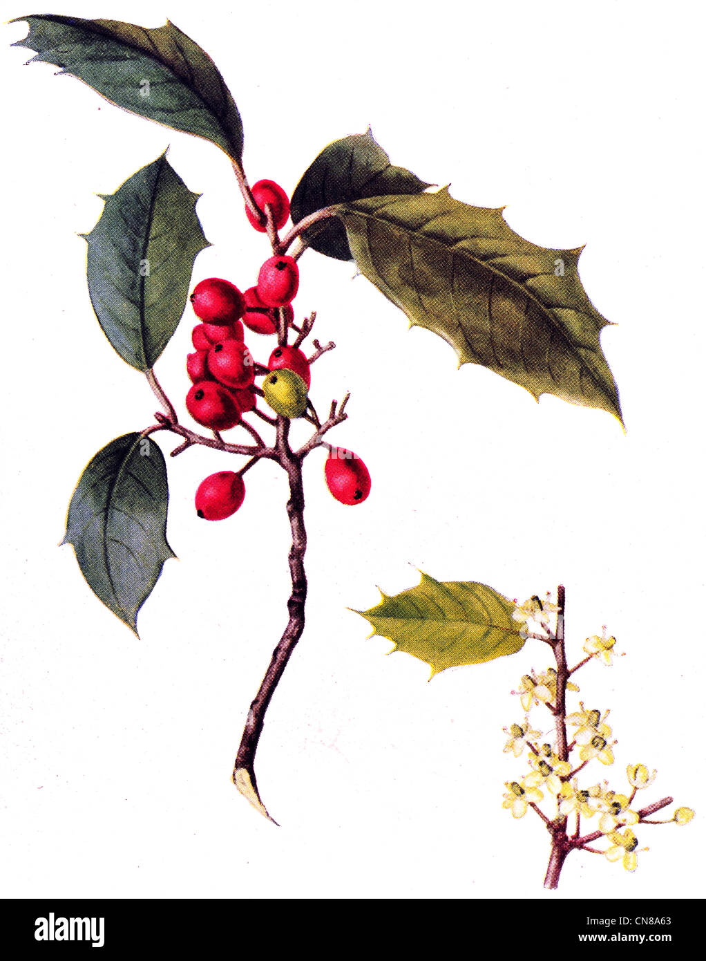 D'abord publié 1915 American Holly Ilex opaca Banque D'Images