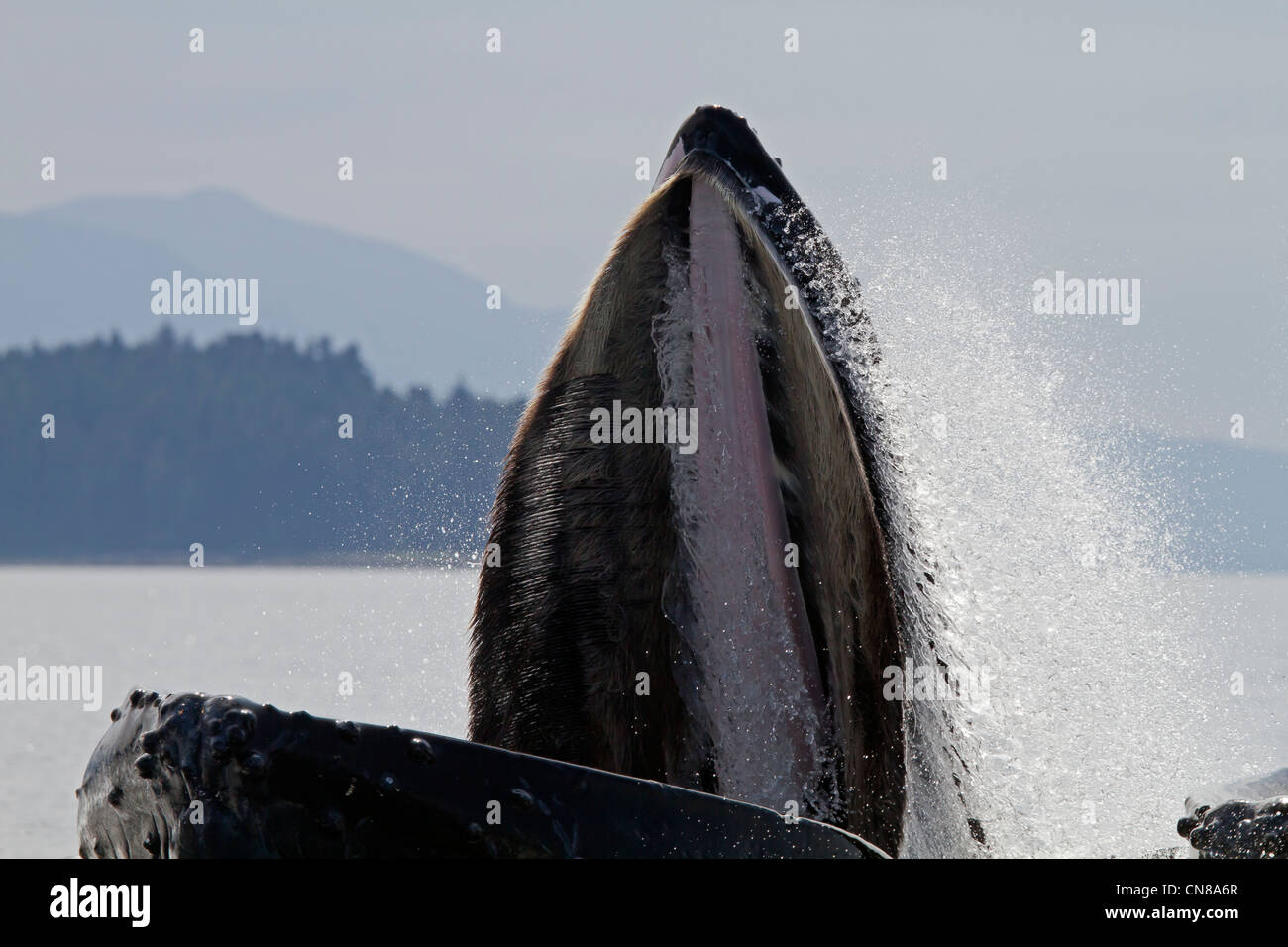 États-unis, Alaska, Frederick Sound, baleine à bosse (Megaptera novaeangliae), bulle, bulle d'alimentation alimentation net Banque D'Images