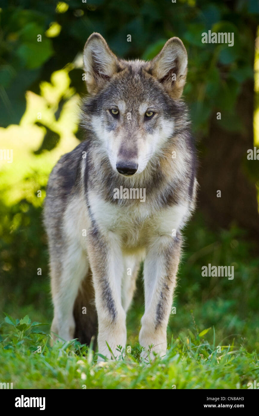 Jeune Loup gris, USA Banque D'Images