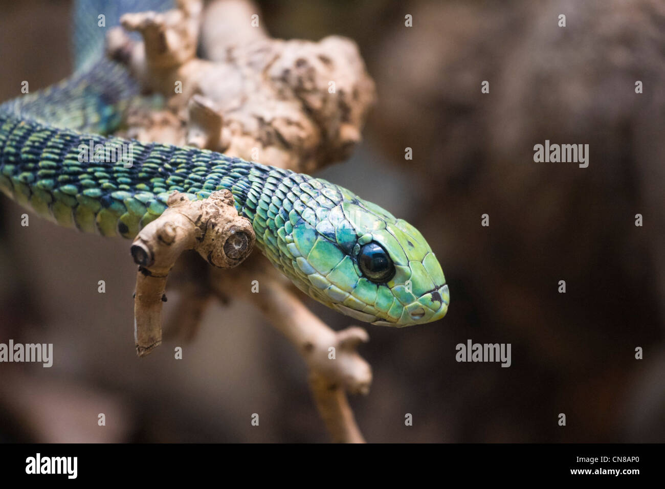 Dispholidus typus Boomslang - serpent venimeux serpent africain - Banque D'Images