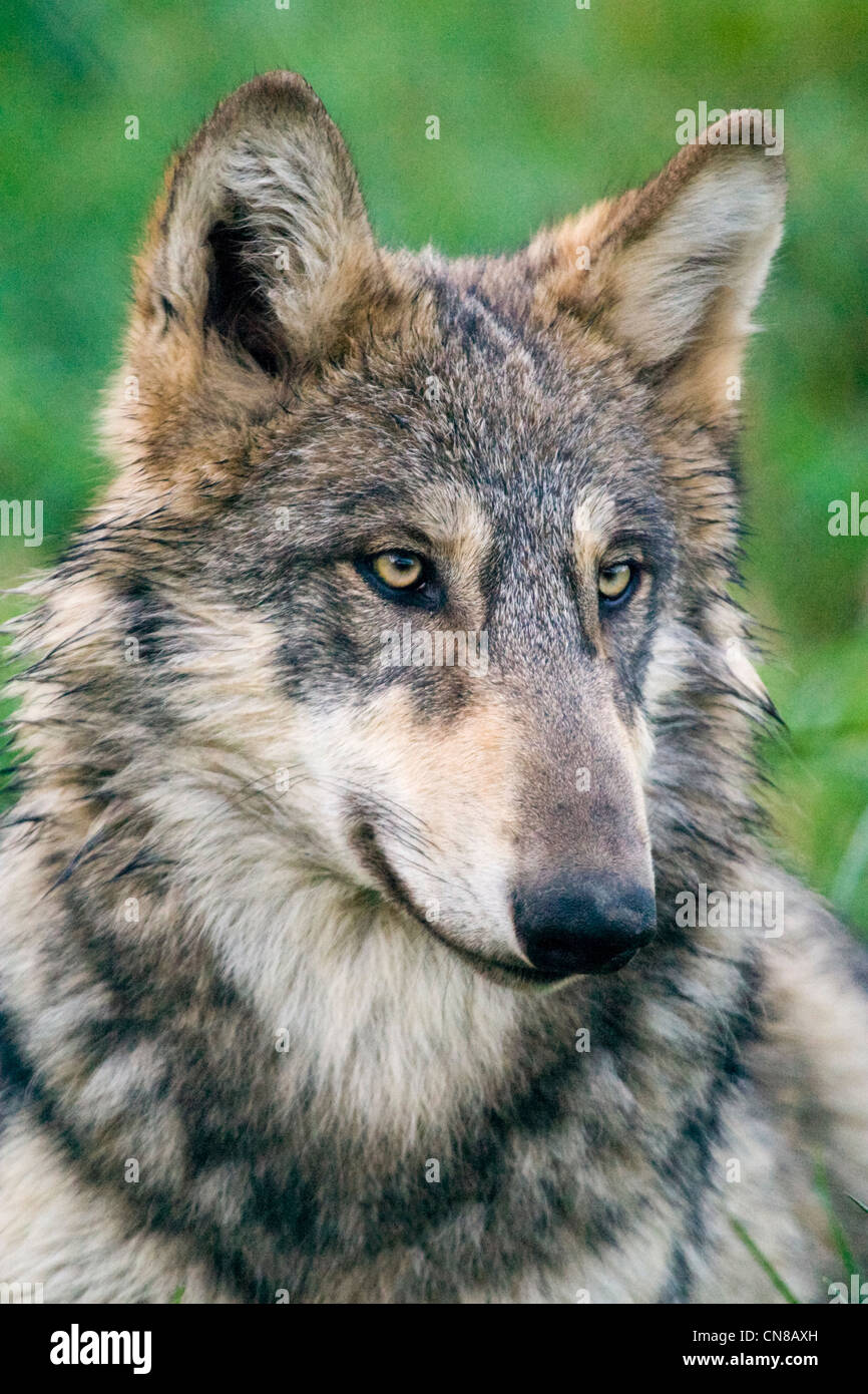 Loup gris ou gris - Canis lupus, USA Banque D'Images