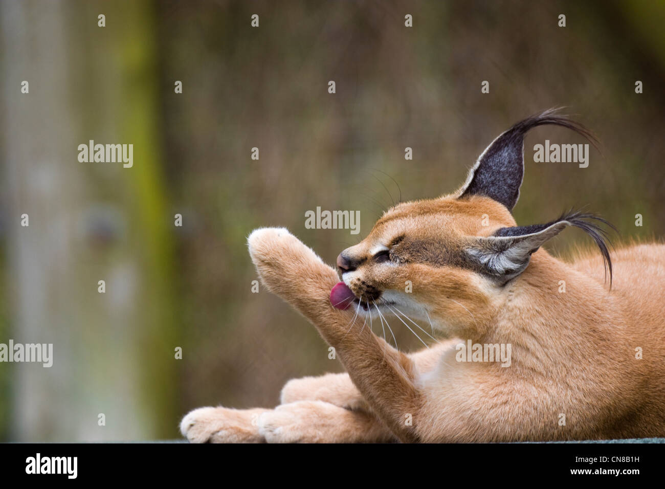 Caracal, gros chat - Caracal Caracal - toilettage Banque D'Images