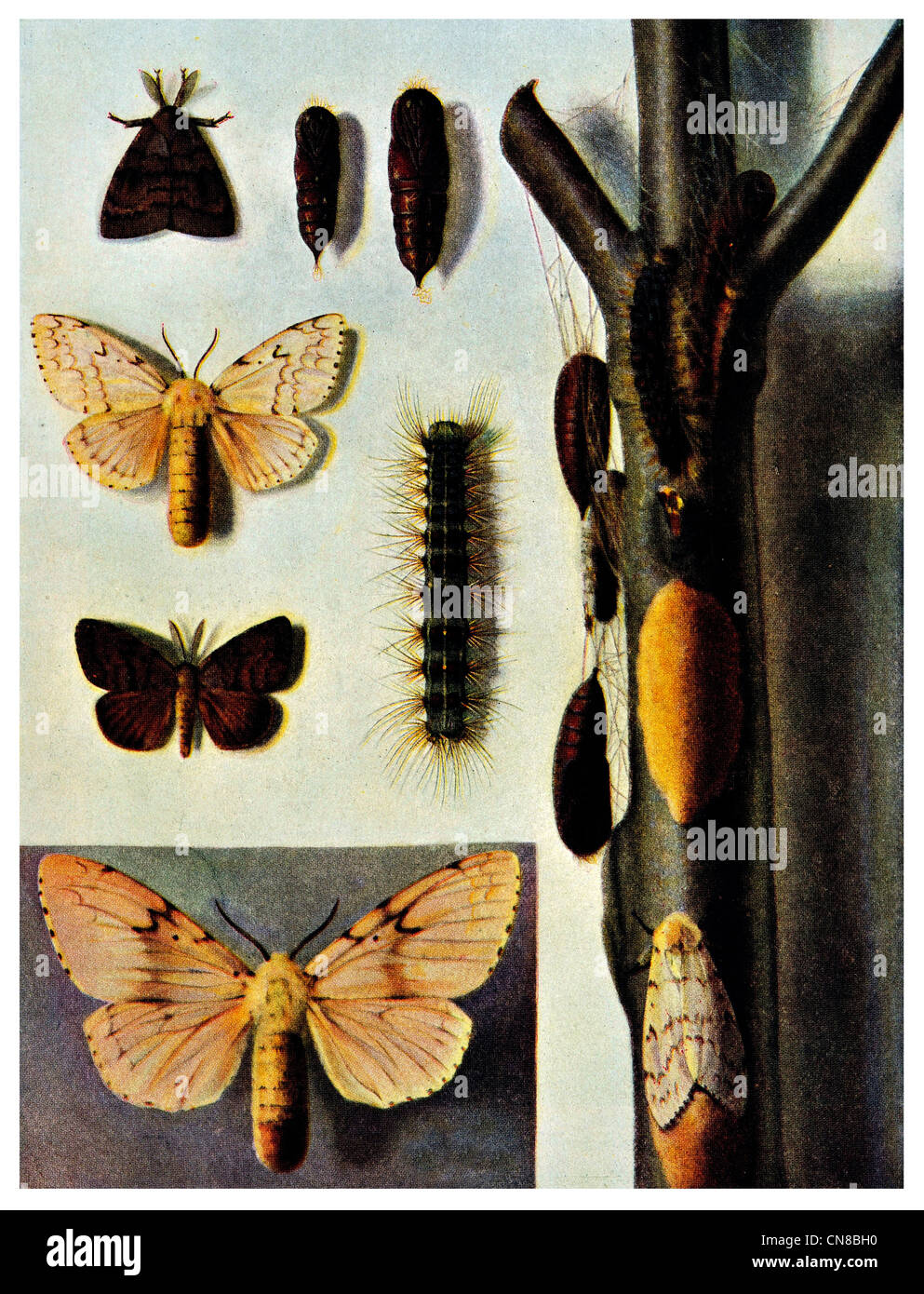 La spongieuse Porthetria Dispar oeufs pupes d'insectes Caterpillar Banque D'Images