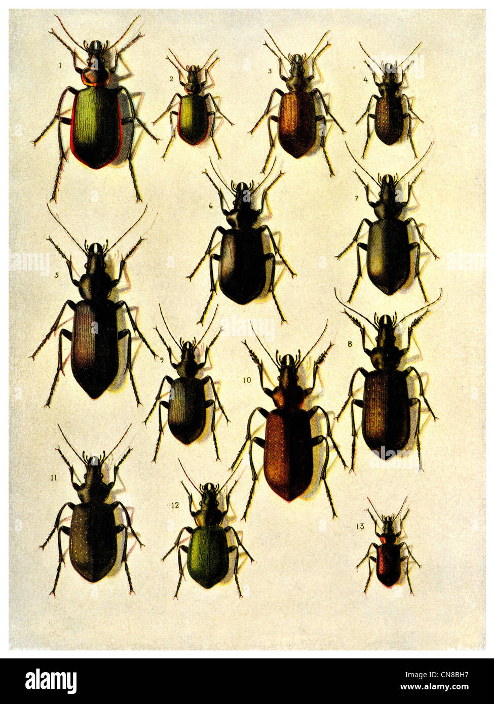 Les Coléoptères Bettle New England USA insect Banque D'Images