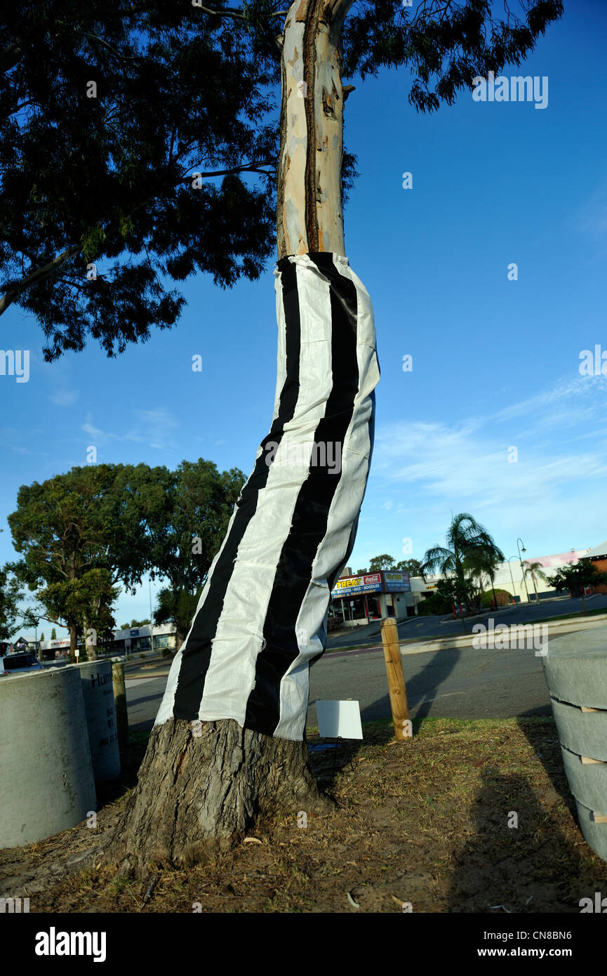 Les arbres de rue à Bassendean décoré avec des illustrations faites à partir de déchets recyclés, dans le cadre du rapport annuel de l'Art Festival d'enveloppement du tronc. Banque D'Images