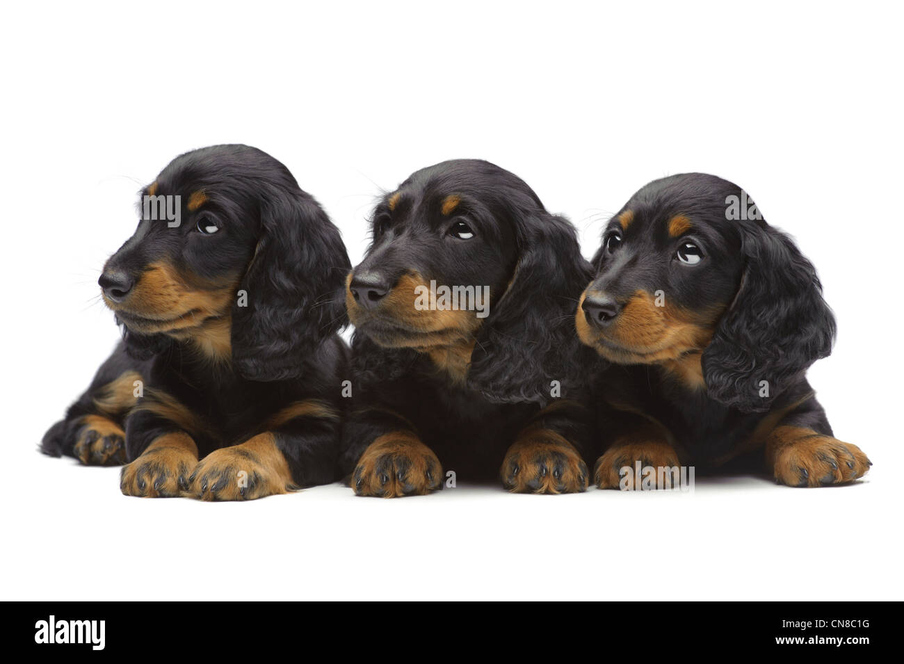 Portrait de trois chiots de teckel sur blanc Banque D'Images