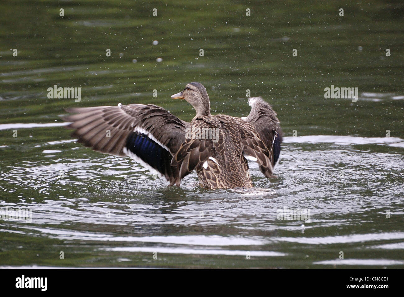 Canard colvert femelle echelle et ailes écartées Banque D'Images