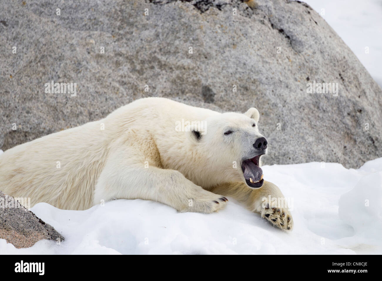 la-norvege-lile-de-spitsbergen-svalbard-lours-polaire-ursus-maritimus-baille-alors-quelle-repose-sur-pente-de-neige-le-long-fuglefjorde-cn8cje.jpg