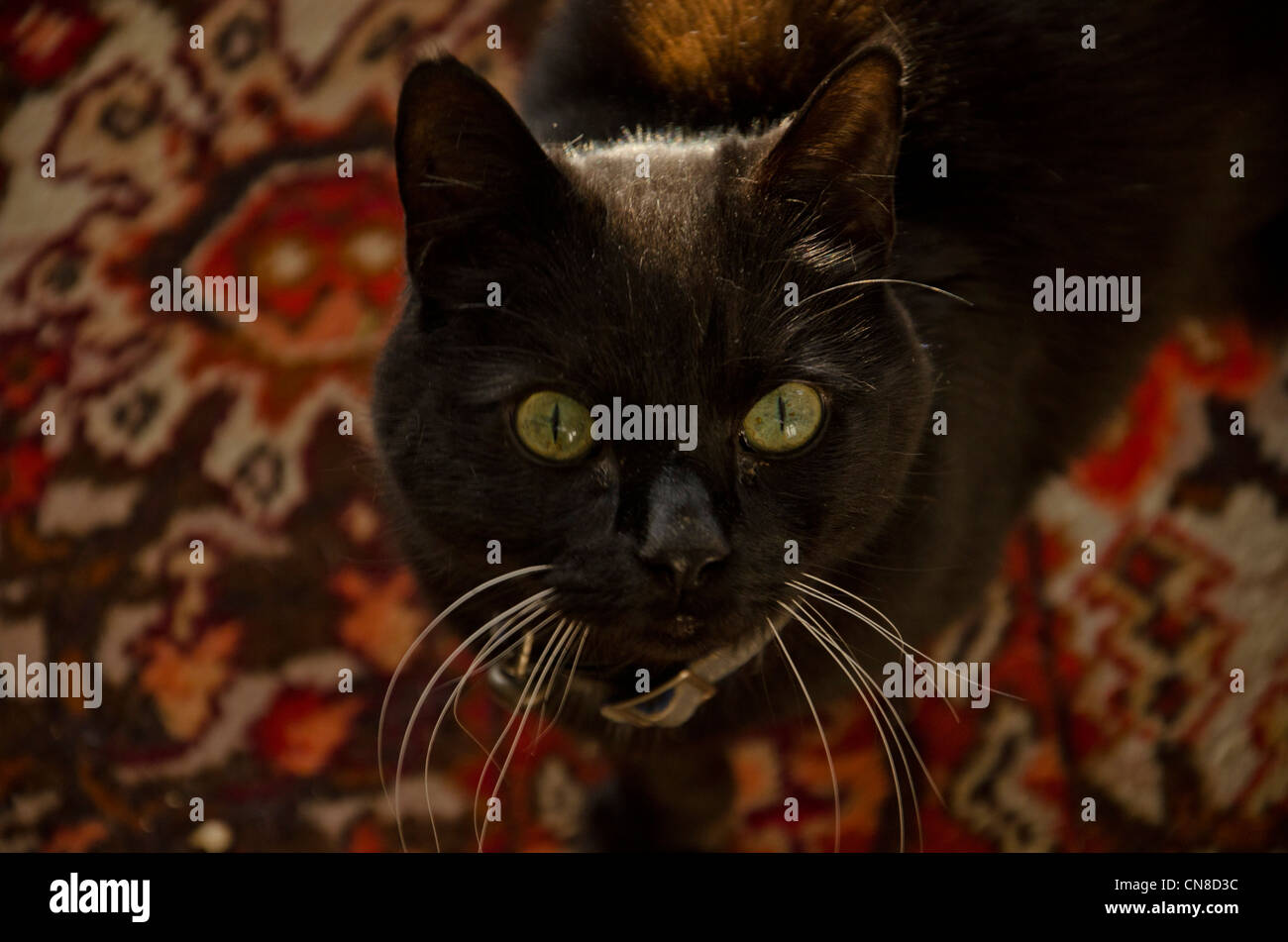 Chat noir avec des yeux verts à la rétro de tapis. Banque D'Images