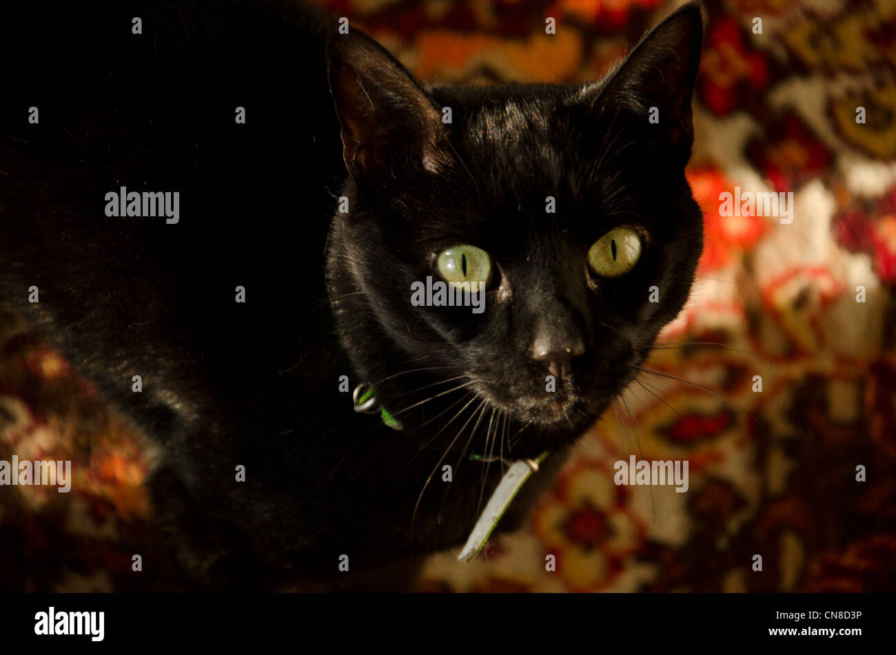 Chat noir avec des yeux verts à la rétro de tapis. Banque D'Images