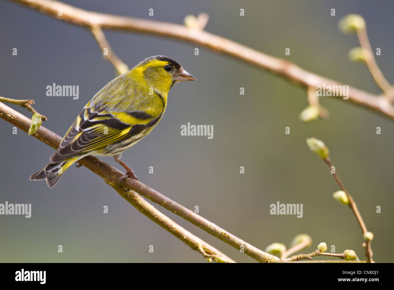 Eurasian Siskin Carduelis spinus (mâle) Banque D'Images