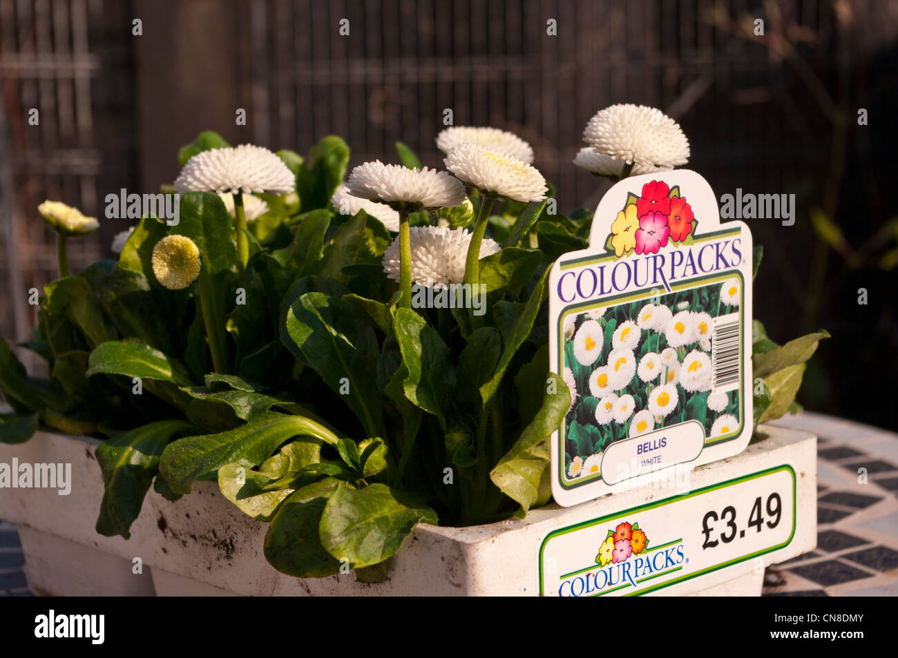 Bac en polystyrène de Garden Centre Ressorts Plantes blanches Bellis Banque D'Images