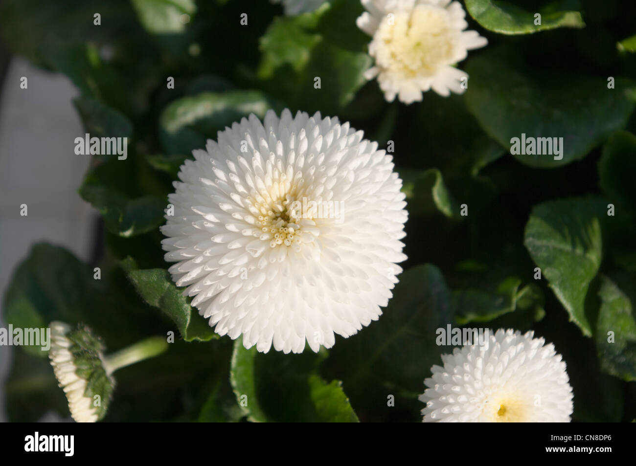 Floraison de printemps les plantes à massifs White Bellis Banque D'Images
