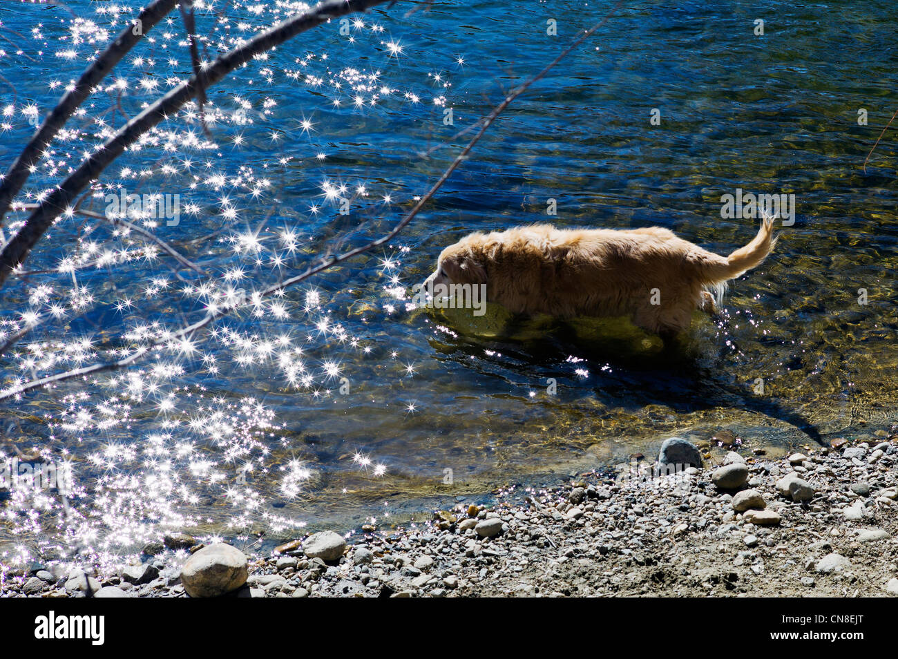 Ruby, un Golden Retriever dog, jouant aux côtés du soleil allumé Arkansas River, Salida, Colorado, USA Banque D'Images