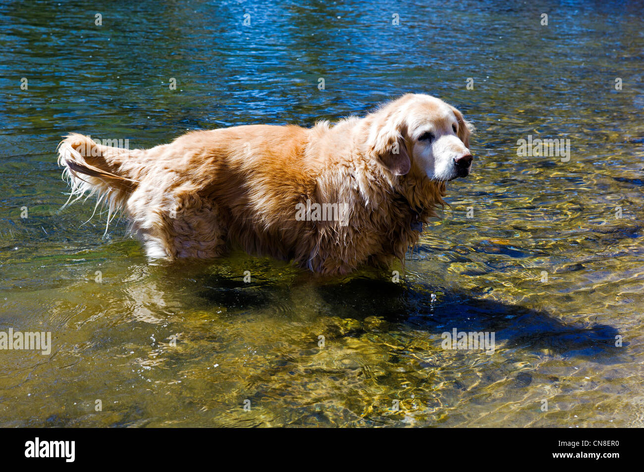 Ruby, un Golden Retriever dog, jouant aux côtés du soleil allumé Arkansas River, Salida, Colorado, USA Banque D'Images