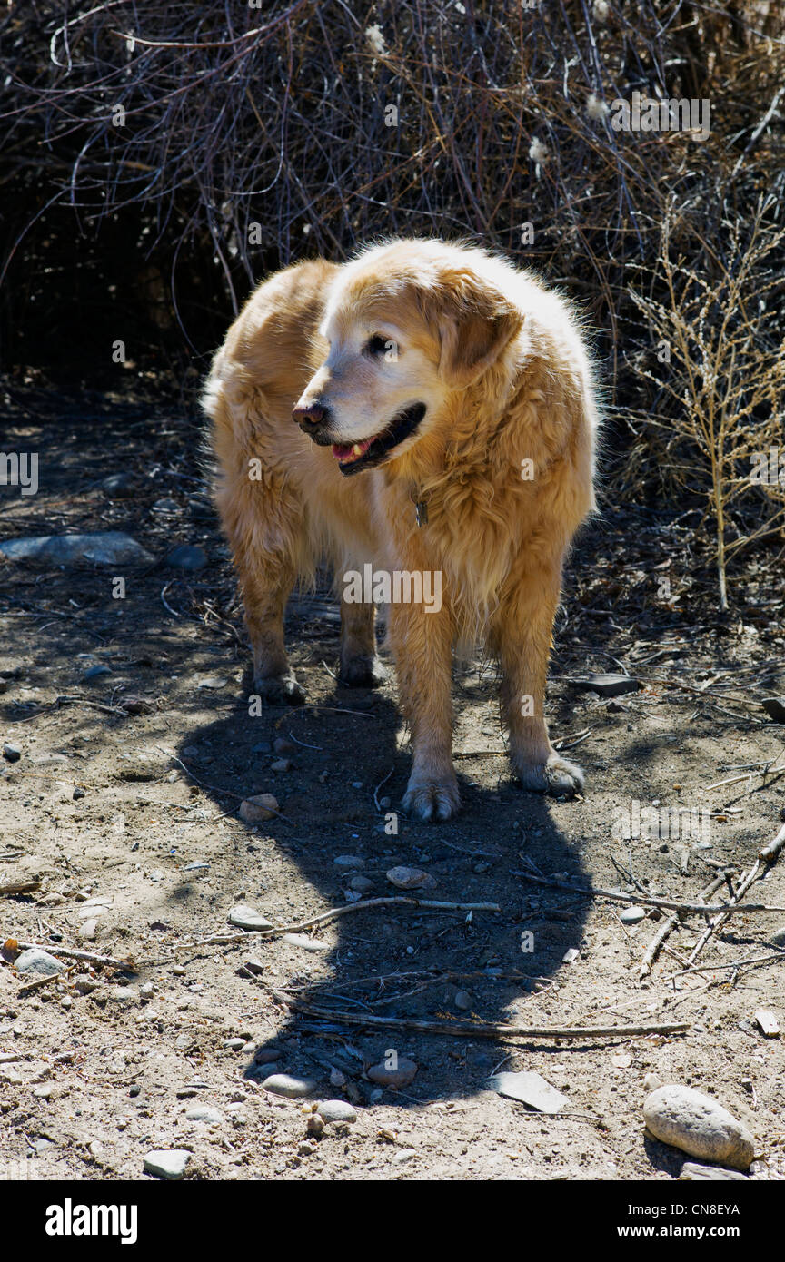 Ruby, un Golden Retriever dog, jouant aux côtés du soleil allumé Arkansas River, Salida, Colorado, USA Banque D'Images