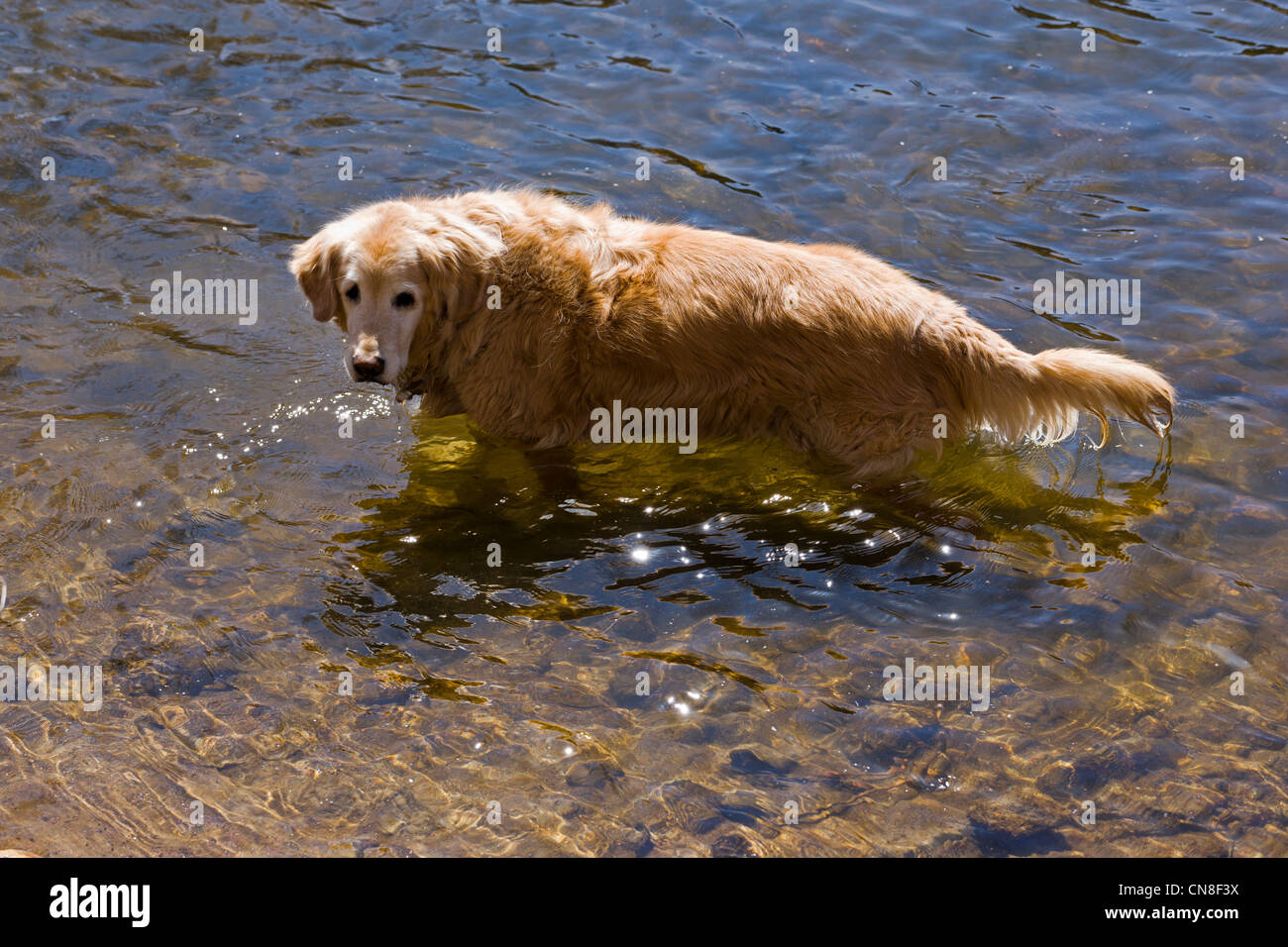 Ruby, un Golden Retriever dog, jouant aux côtés du soleil allumé Arkansas River, Salida, Colorado, USA Banque D'Images