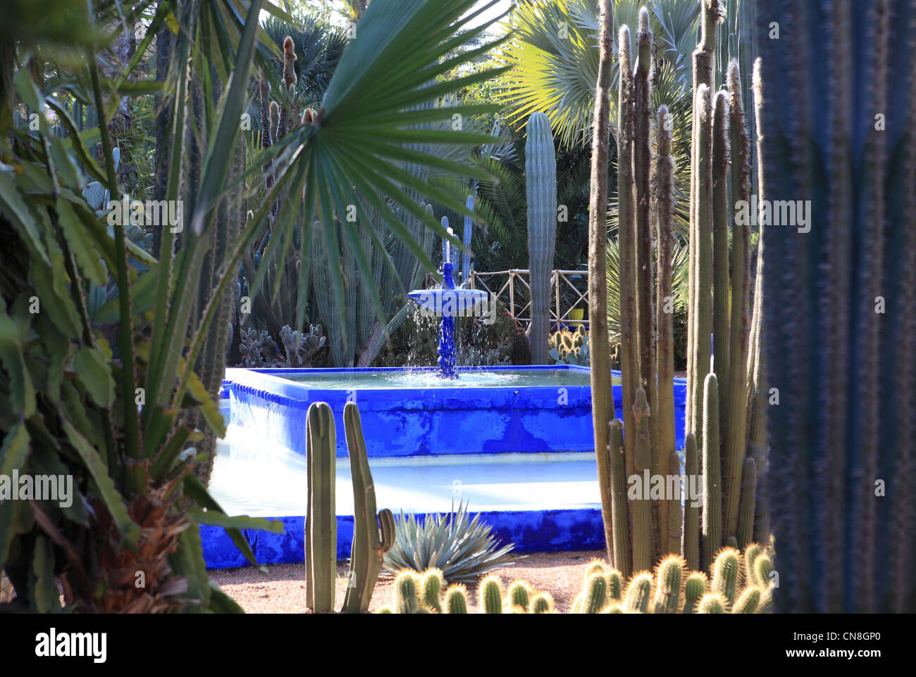 Le jardin Majorelle, conçu par Jacques Majorelle et restauré par Yves Saint Laurent, à Marrakech, Maroc, Afrique du Nord Banque D'Images
