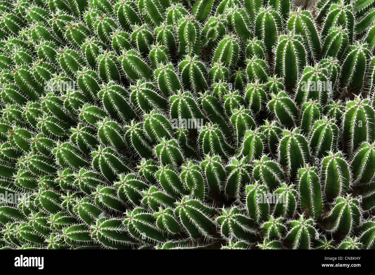 Lanzarote, Îles Canaries - le jardin de cactus à Guatiza. Euphorbia echinus. Banque D'Images