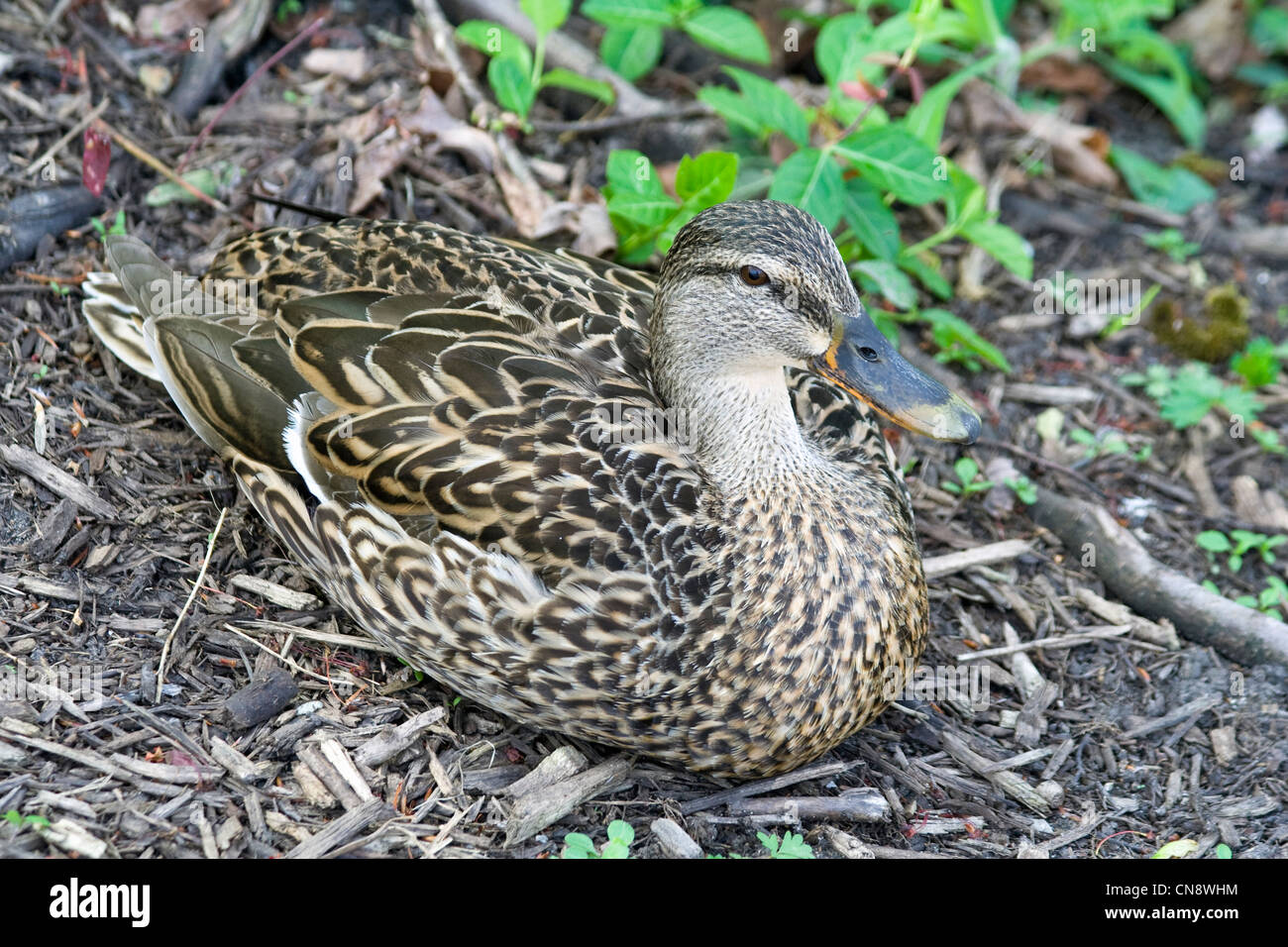 Canard sauvage femelle (Anas platyrhynchos) Banque D'Images