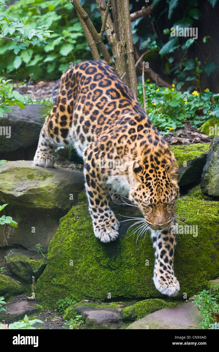 Panthère - Panthera pardus orientalis Banque D'Images