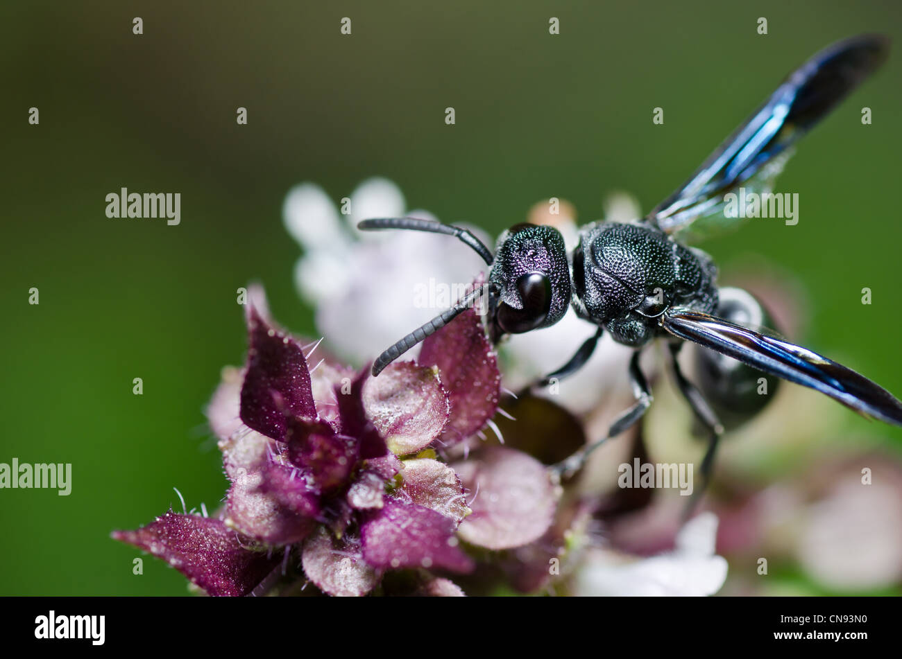 Guepe Noire Banque D Image Et Photos Alamy Guepe Noire Banque D Image Et Photos Alamy