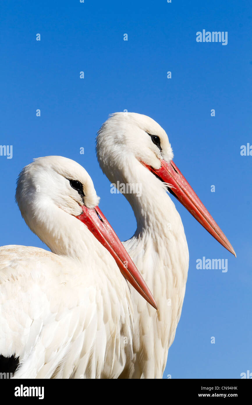 France, Alsace, Hunawihr, centre de réintroduction des cigognes, Cigogne Blanche (Ciconia ciconia), couple Banque D'Images