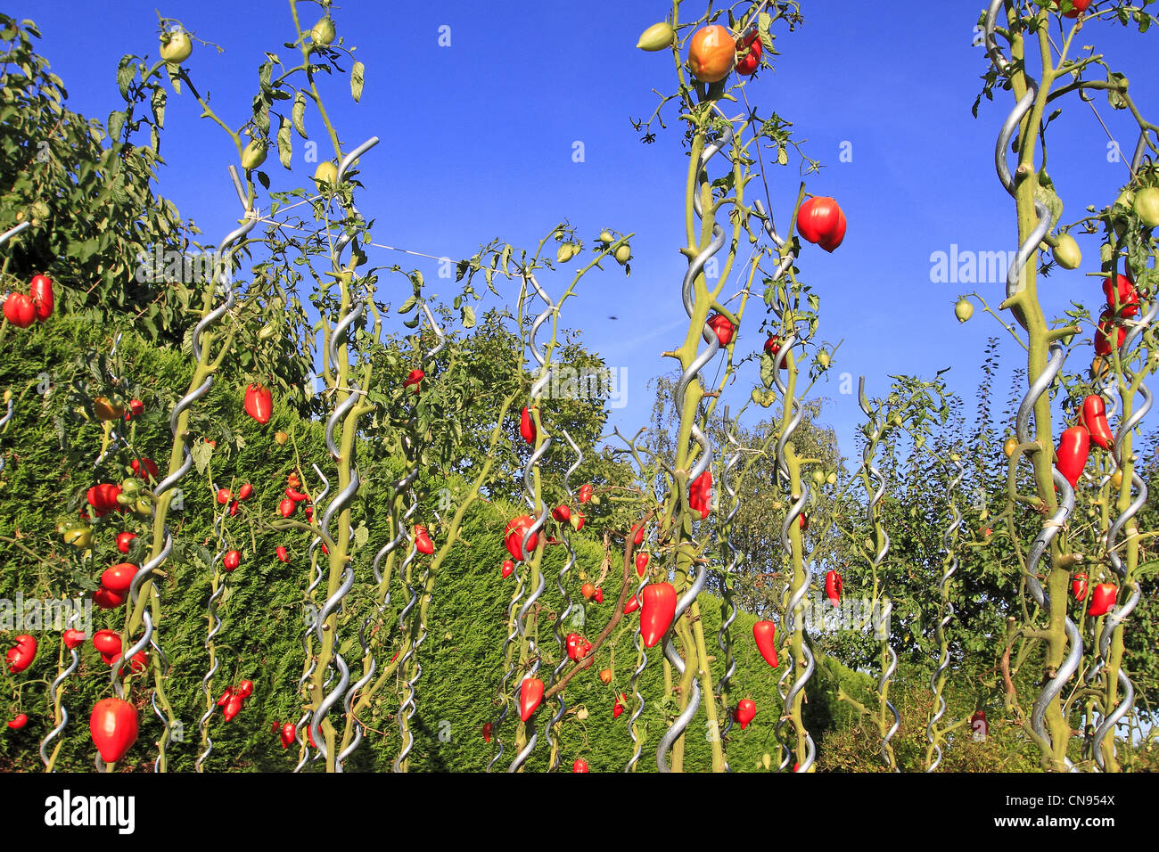 La France, Bas Rhin, plants de tomate (Solanum lycopersicum) Banque D'Images