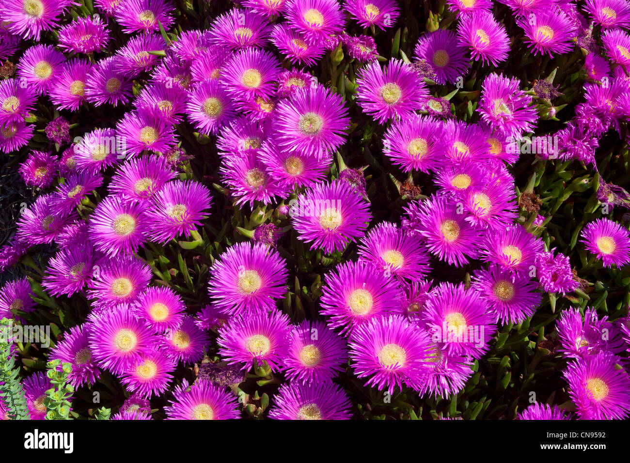 France, Bouches du Rhône, sorcière Carpobrotus acinaciformis (griffe) Banque D'Images