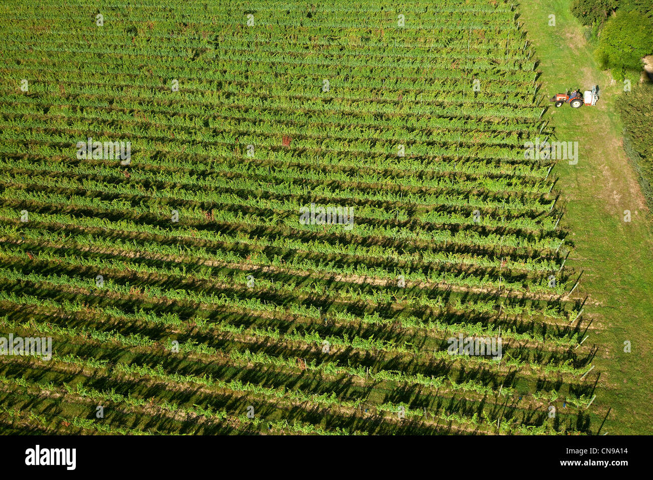 France, Loire, Marcilly Le Chatel, vignes AOC Côtes du Forez (vue aérienne) Banque D'Images