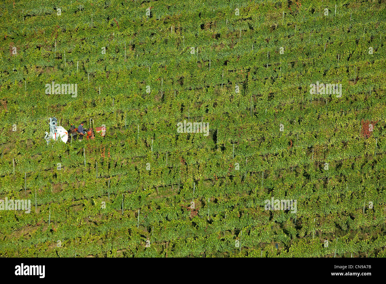France, Loire, Marcilly Le Chatel, vignes AOC Côtes du Forez (vue aérienne) Banque D'Images