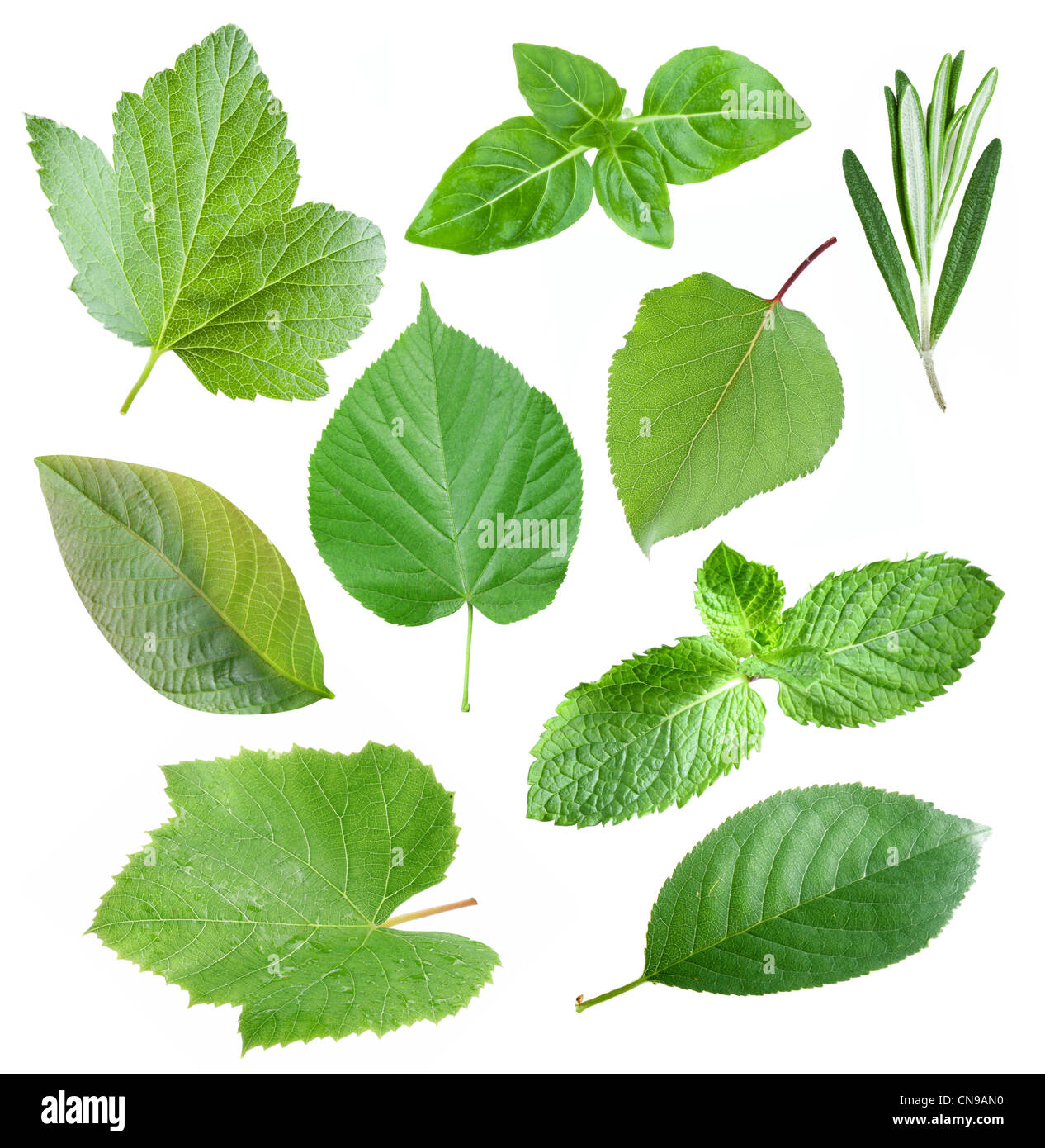 Collection de feuilles jardin sur fond blanc Banque D'Images