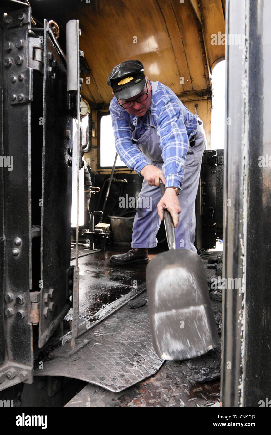 Conducteur de train d'attiser le charbon sur plaque résistante de conserves de locomotive à vapeur, Severn Valley Railway. Banque D'Images