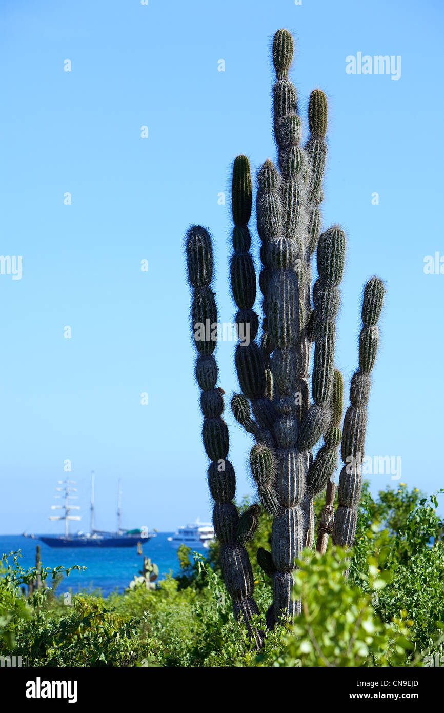 L'Équateur, Îles Galápagos, inscrite au Patrimoine Mondial de l'UNESCO, l'île de Santa Cruz, centre de recherche Charles Darwin Banque D'Images