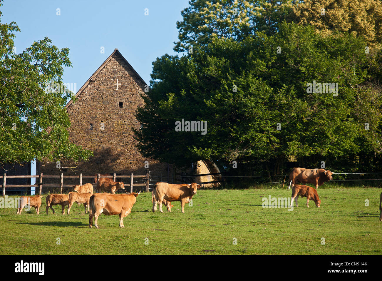 En France, en Corrèze, près de l'élevage de bovins Limousin Uzerche Banque D'Images