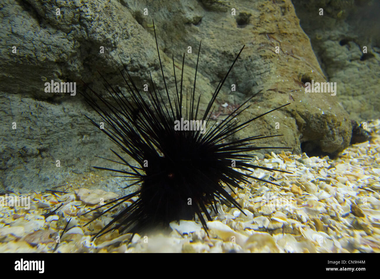 Spiny sea urchin Banque de photographies et d’images à haute résolution Alamy