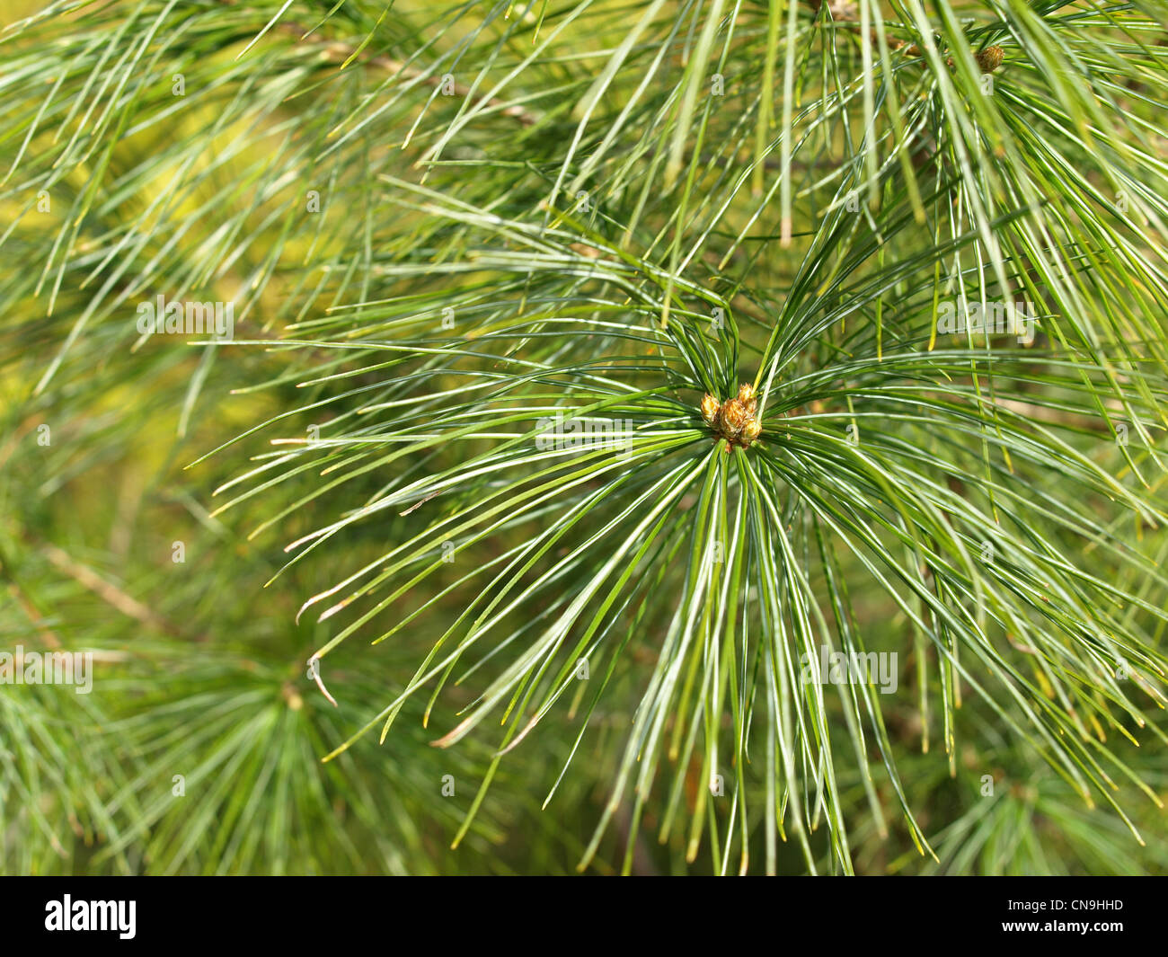 Pin, sapin / Pinus / Kiefer Banque D'Images