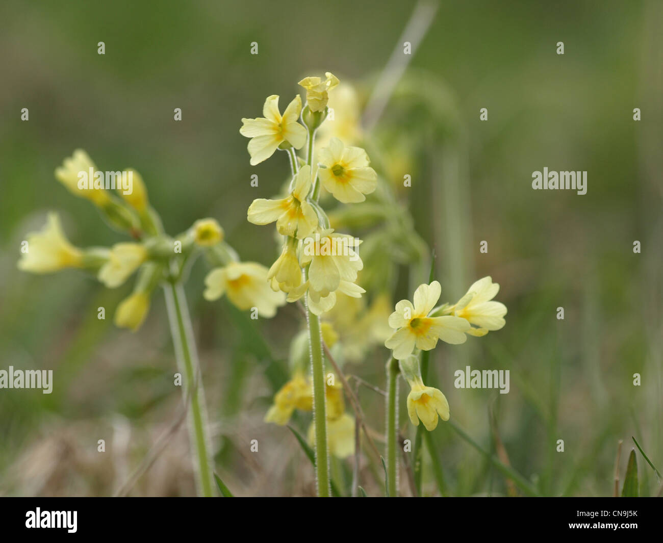 Oxlip, vrai oxlip / Primula elatior / Wald-Schlüsselblume Hohe Schlüsselblume, Banque D'Images