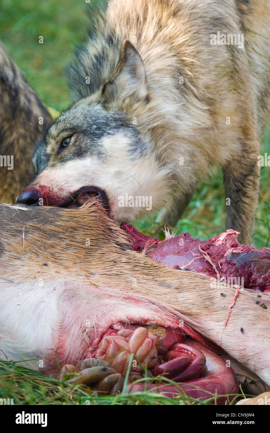 Loup gris Canis lupus - alimentation à l'état sauvage, de l'Indiana, USA Banque D'Images