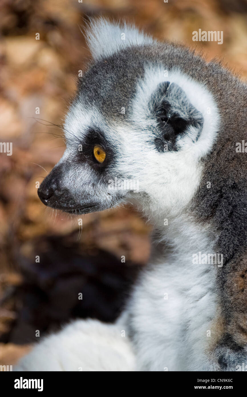Untitled Document l'anneau - Lemur catta Banque D'Images