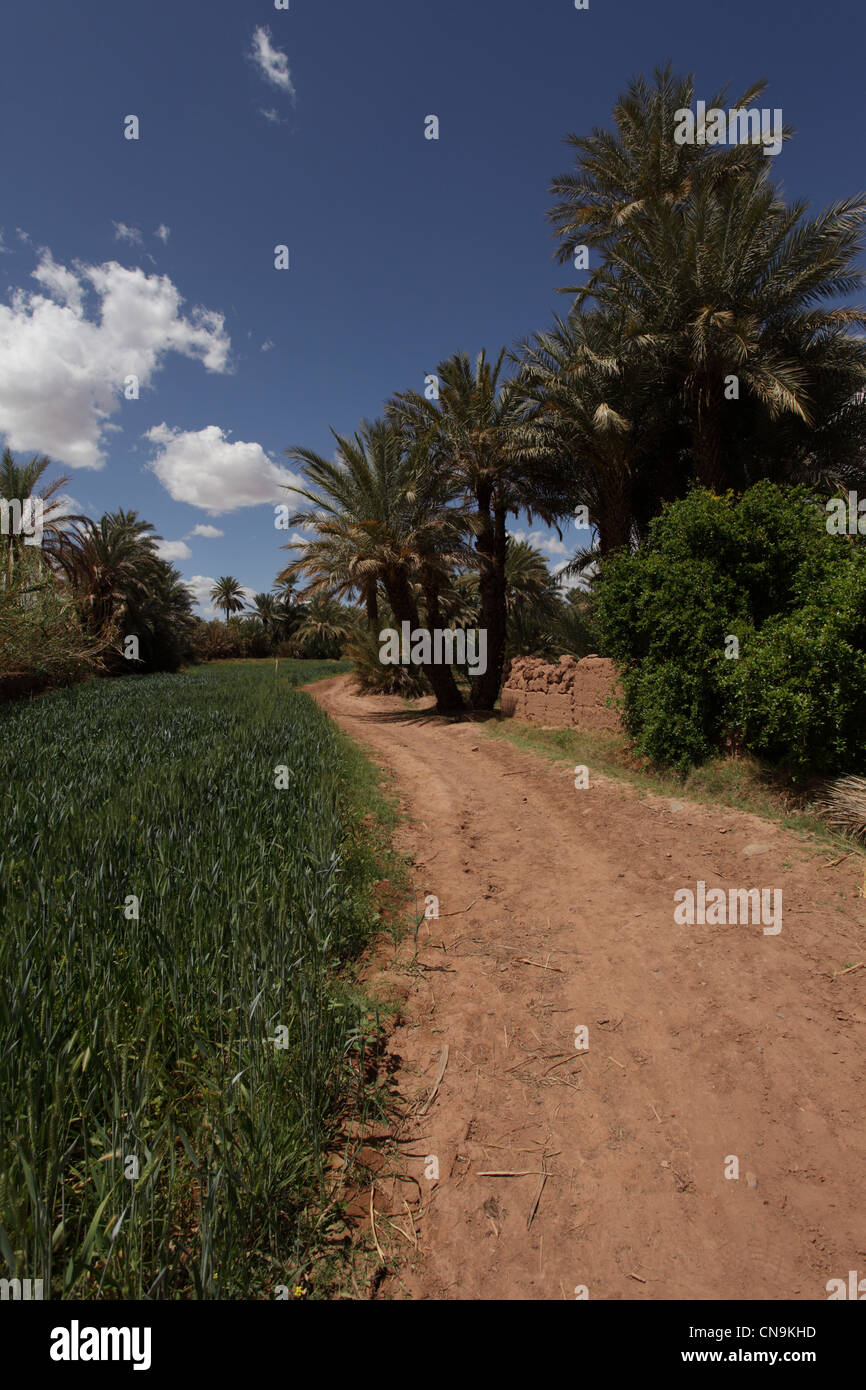 De plus en plus de la récolte d'orge dans une oasis, le sud de la vallée du Draa, Maroc. Banque D'Images